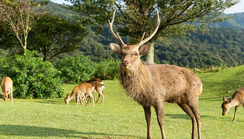 Pourquoi-y-a-t-il-tant-de-cerfs-dans-le-parc-de-Nara