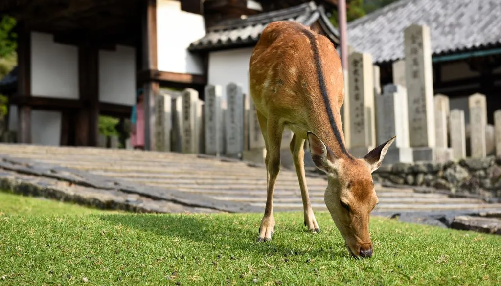 Que-mangent-les-cerfs-de-Nara